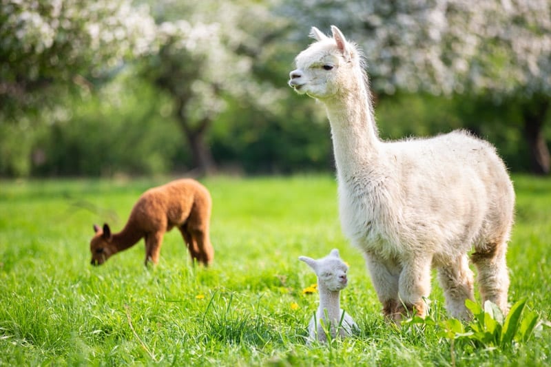 Mother and baby alpacas in a field