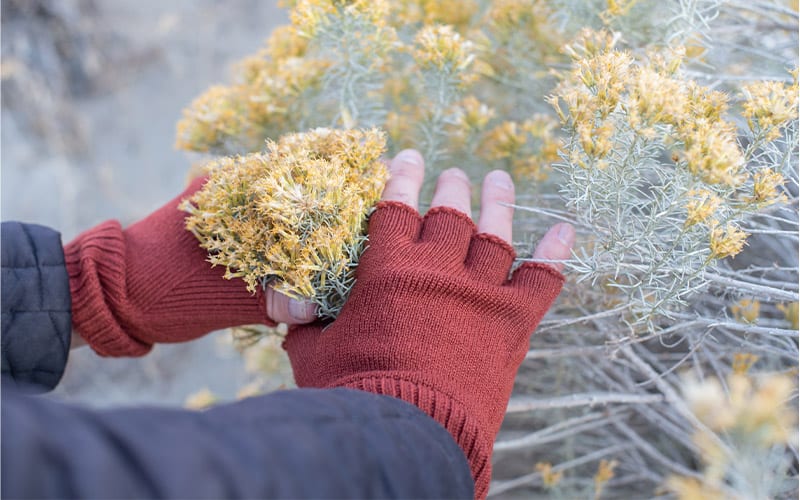 person wearing fingerless gloves picking flower